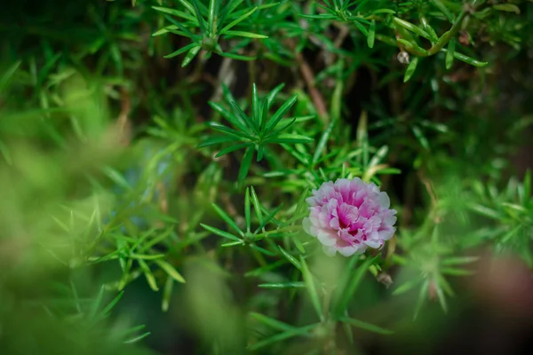 Flor de pussley rosa. Belleza de la flor pussley o Moss Rose bajo —  Fotos de Stock