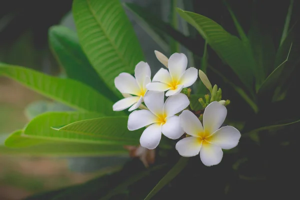 Weiße Plumeria oder Frangipani. süßer Duft von weißer Plumeria fl — Stockfoto