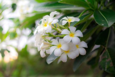 Beyaz Plumeria veya frangipani. Tatlı kokusunu beyaz Plumeria fl