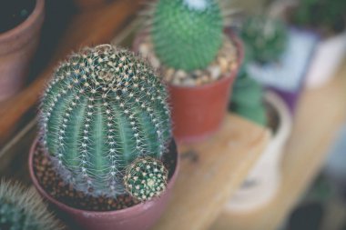 Saksıda küçük kaktüs bitkisi. Kaktüs. Çeşitli kaktüs pl