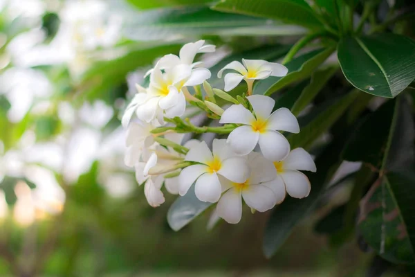 Weiße Plumeria oder Frangipani. süßer Duft von weißer Plumeria fl — Stockfoto