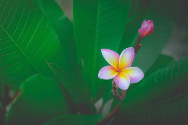 Weiße Plumeria oder Frangipani. süßer Duft von weißer Plumeria fl — Stockfoto