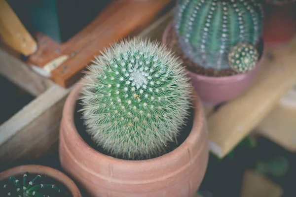 Little cactus plant in the flower pot. cactus. Various cactus pl