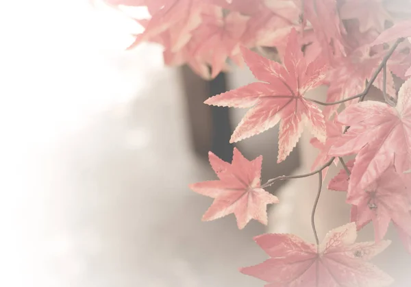 단풍 나무 잎 배경. 배경에 대한 붉은 단풍 나무 잎. — 스톡 사진