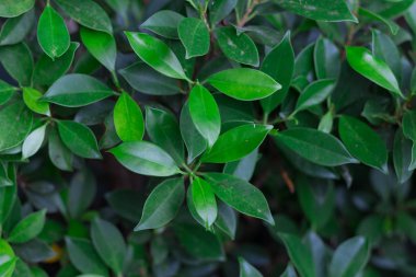 yapraklarıyeşil çalı arka plan yakın (düşük anahtar, yumuşak odak)