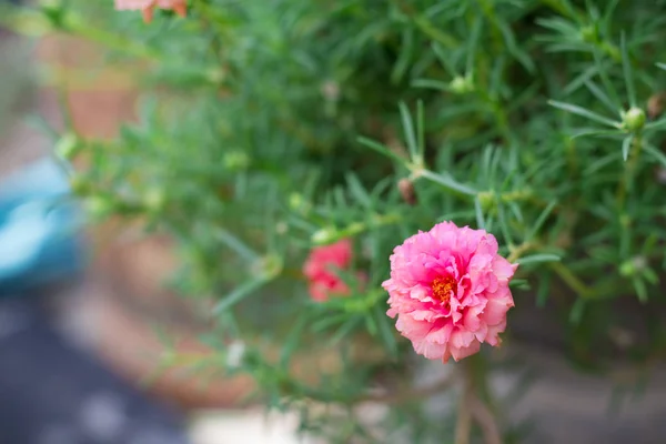 Roze pussley bloem. Schoonheid van pussley Flower of Moss Rose onder — Stockfoto