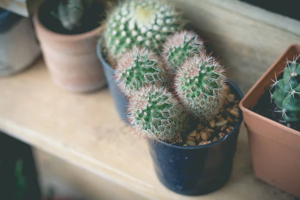 Pianta di cactus nel vaso di fiori. Cactus. Vari cactus pl — Foto Stock