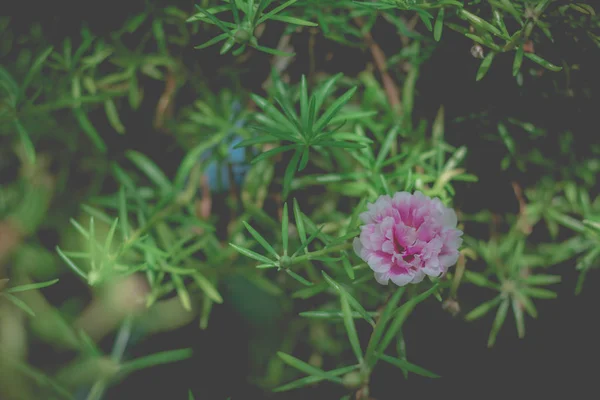 Pink pussley flower. Beauty of pussley flower or Moss Rose under — Stock Photo, Image