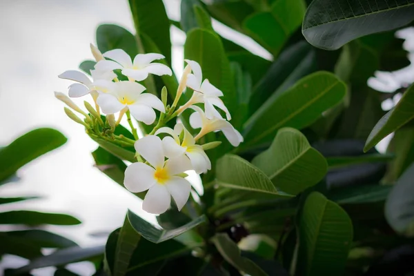 Weiße Plumeria oder Frangipani. süßer Duft von weißer Plumeria fl — Stockfoto