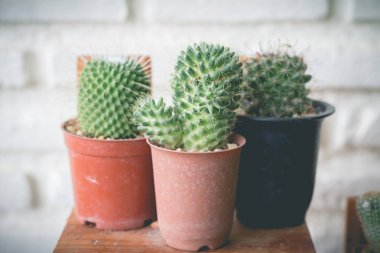Saksıda küçük kaktüs bitkisi. Kaktüs. Çeşitli kaktüs pl