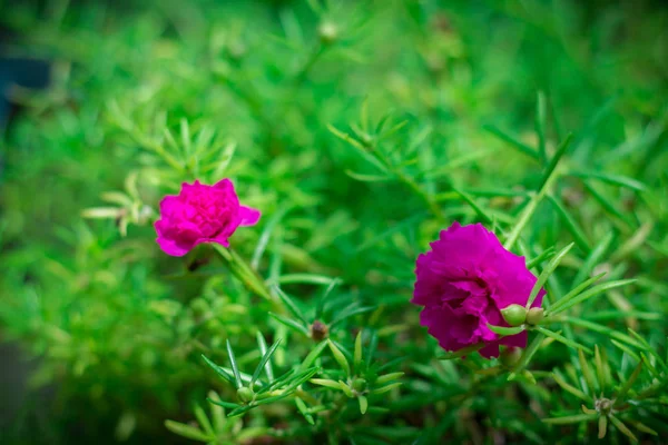 핑크 퍼슬리 꽃입니다. 아래 퍼슬리 꽃 또는 모스 로즈의 아름다움 — 스톡 사진