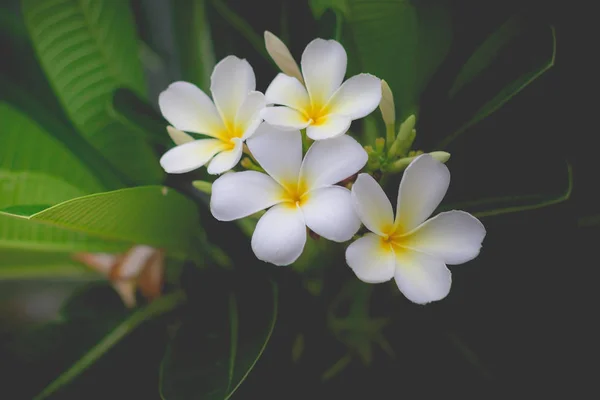 Weiße Plumeria oder Frangipani. süßer Duft von weißer Plumeria fl — Stockfoto