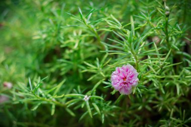 Pembe pussley çiçeği. Pussley çiçek veya Moss Rose altında Güzellik