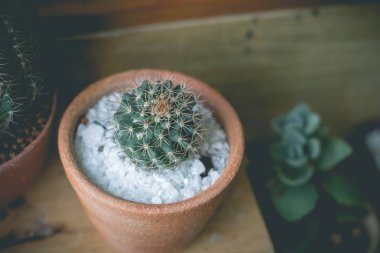 Saksıda küçük kaktüs bitkisi. Kaktüs. Çeşitli kaktüs pl