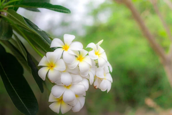 Weiße Plumeria oder Frangipani. süßer Duft von weißer Plumeria fl — Stockfoto