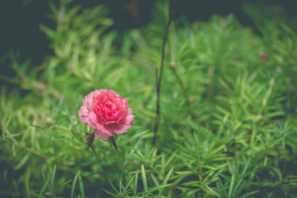 Rosa pussley blomma. Skönheten i pussley blomma eller Moss Rose under — Stockfoto