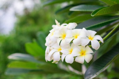 Beyaz Plumeria veya frangipani. Tatlı kokusunu beyaz Plumeria fl