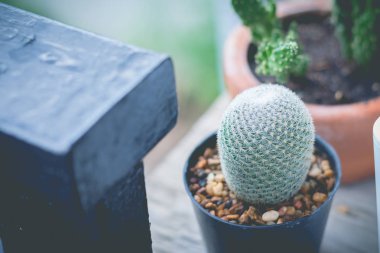 Saksıda küçük kaktüs bitkisi. Kaktüs. Çeşitli kaktüs pl