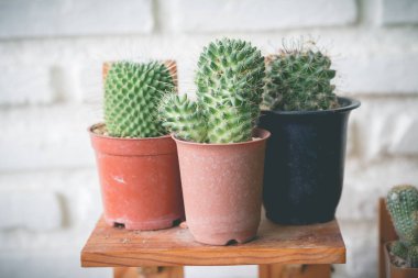 Saksıda küçük kaktüs bitkisi. Kaktüs. Çeşitli kaktüs pl