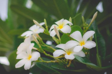 Beyaz Plumeria veya frangipani. Tatlı kokusunu beyaz Plumeria fl