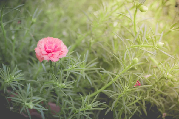 Rosa pussley blomma. Skönheten i pussley blomma eller Moss Rose under — Stockfoto