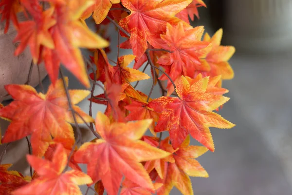 Осінній клен листя фону. червоне кленове листя для фону . — стокове фото