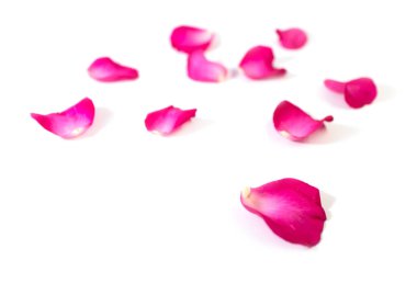 Pembe gül yaprakları sevgililer günü veya romantik olay için beyaz arka plan izole. (seçici odak)