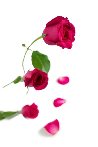 Pink Rose Leaves Isolated White Background Valentine Day Romantic Event — Stock Photo, Image