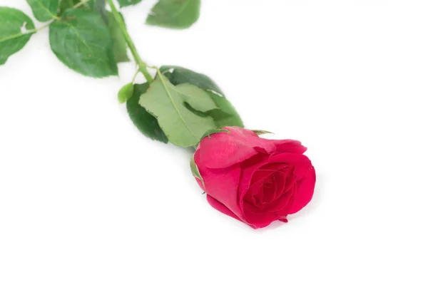 Розовая Роза Листьями Белом Фоне День Святого Валентина Романтическое Событие — стоковое фото