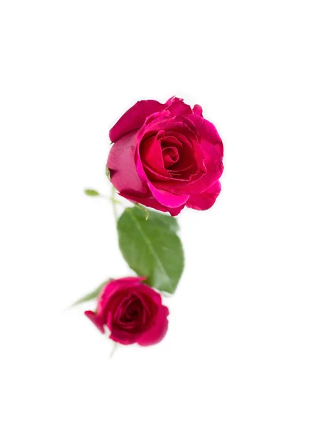 バレンタインデーのロマンチックなイベント白い背景で隔離の葉とピンクのバラ 選択と集中 — ストック写真