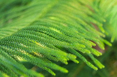 Norfolk Adası Çam ağacı (yumuşak odak arka plan)