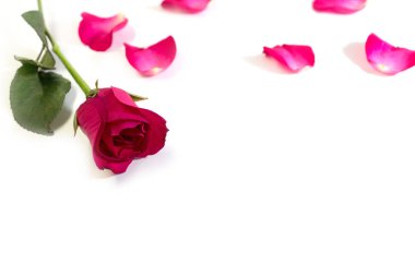 Pembe Gül Sevgililer günü veya romantik olay için beyaz arka plan üzerinde izole yaprakları ile. (seçici odak)