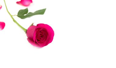 Pembe Gül Sevgililer günü veya romantik olay için beyaz arka plan üzerinde izole yaprakları ile. (seçici odak)
