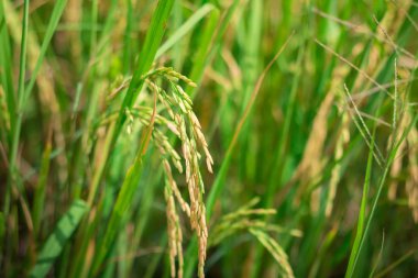 Yeşil pirinç ekili tarım alanı erken sahne, tarım tesisi geliştirme (seçici odak alan sığ derinliği ile)