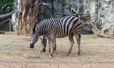  tayland açık hayvanat bahçesinde yeşil parkta zebra