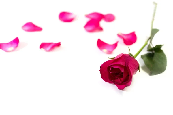 Розовая Роза Листьями Белом Фоне День Святого Валентина Романтическое Событие — стоковое фото