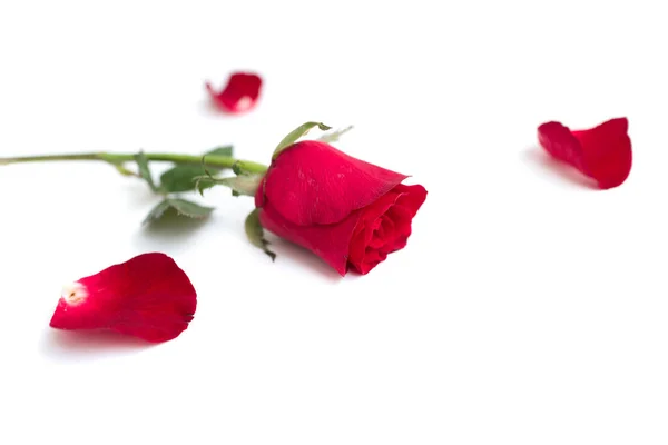 バレンタインのために白い背景に隔離された葉を持つ赤いバラ — ストック写真