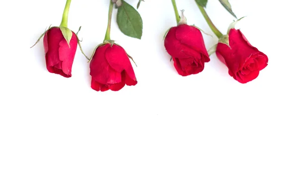 Rosa roja con hojas aisladas sobre fondo blanco para San Valentín — Foto de Stock