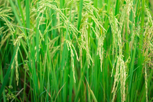 Riso Verde Nel Campo Agricolo Coltivato Fase Iniziale Dello Sviluppo — Foto Stock