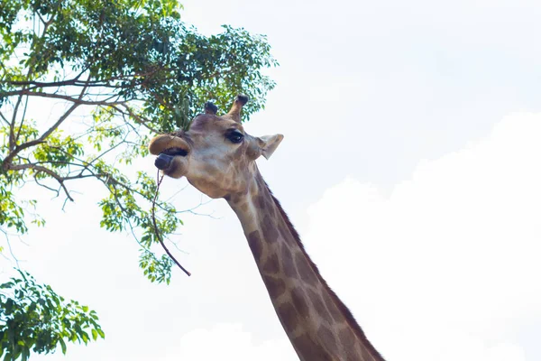 Girafe Avec Long Cou Mangent Des Feuilles Arbre — Photo