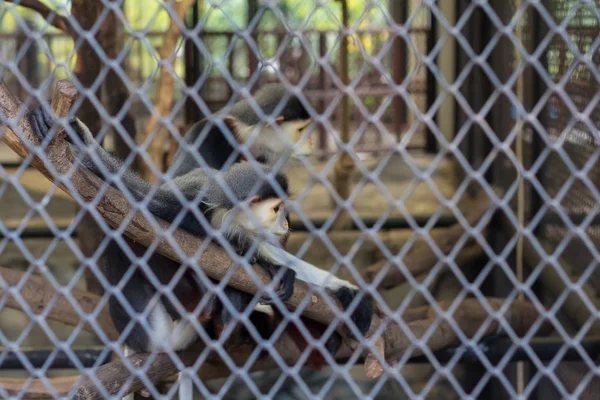 Douc Caña Roja Pygathrix Nemaeus Zoológico Tailandia Enfoque Selectivo — Foto de Stock