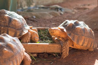 Sulcata kaplumbağası,Afrika kaplumbağası (Geochelone sulcata) dünyadaki en büyük kaplumbağa türlerinden biridir..