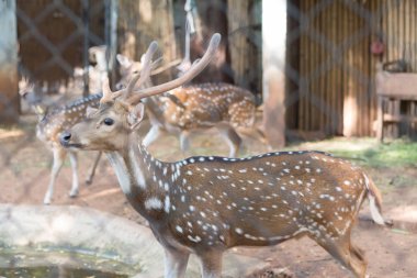 Chital veya cheetal aynı zamanda tayland hayvanat bahçesinde yaşayan benekli geyik veya eksen geyik olarak da bilinir