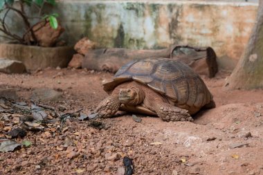 Sulcata kaplumbağası,Afrika kaplumbağası (Geochelone sulcata) dünyadaki en büyük kaplumbağa türlerinden biridir..