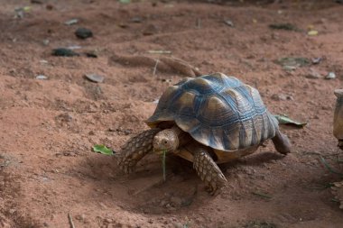 Sulcata kaplumbağası,Afrika kaplumbağası (Geochelone sulcata) dünyadaki en büyük kaplumbağa türlerinden biridir..