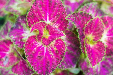 Coleus bitkisinin pembe ve yeşil yaprakları (yumuşak odak)