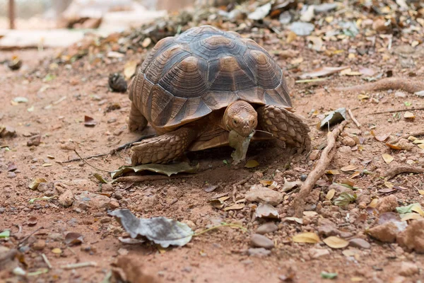 Sulcata Sköldpadda Afrikansk Sporrade Sköldpadda Geochelone Sulcata Största Arterna Sköldpadda — Stockfoto