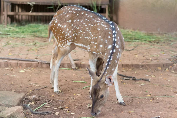 Den Chital Eller Cheetal Även Känd Som Fläckiga Rådjur Eller — Stockfoto