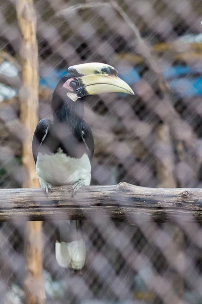 Antracoceros Albirostris Oosterse Bonte Neushoornvogel Dierentuin Van Thailand — Stockfoto