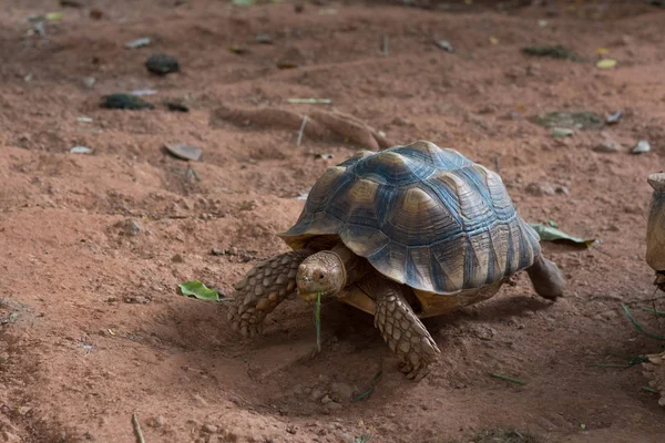 Gesulcata Schildpad Geochelone Sulcata Één Van Grootste Schildpadsoorten Van Wereld — Stockfoto